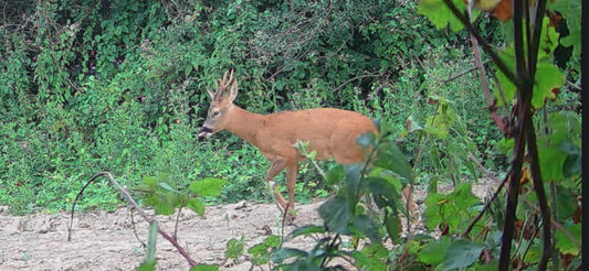Autumn Watch List: What to Spot This Month – Owls, Badgers, Hedgehogs and Deer
