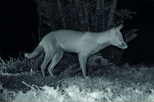 Guide To Night Vision Equipment