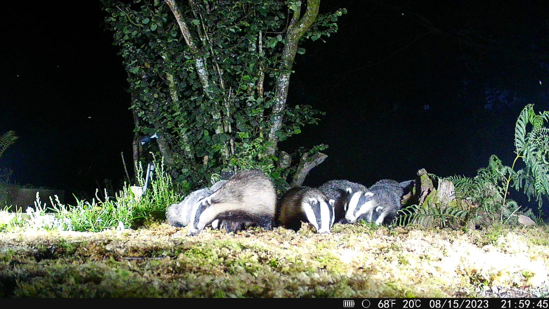 Best Camera Traps for Ecology Research