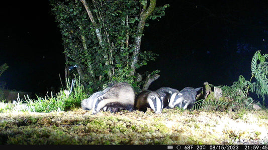 Best Camera Traps for Ecology Research