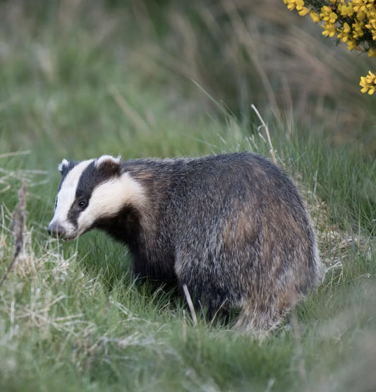 Wildlife Cameras