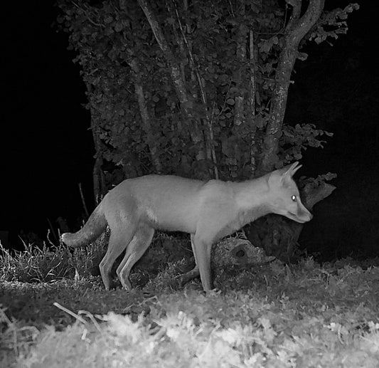 Night Vision