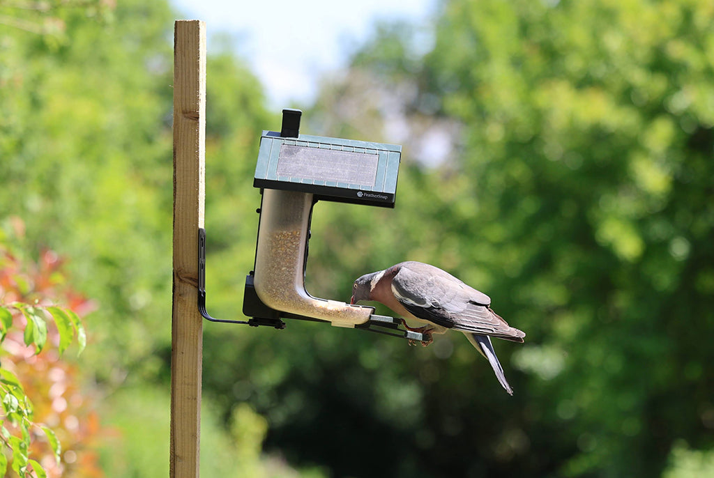 Feathersnap Smart WiFi Bird Feeder