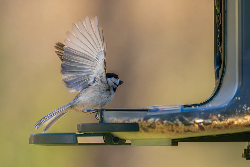 Feathersnap Smart WiFi Bird Feeder