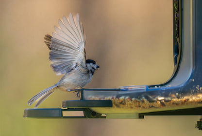 Feathersnap Smart WiFi Bird Feeder