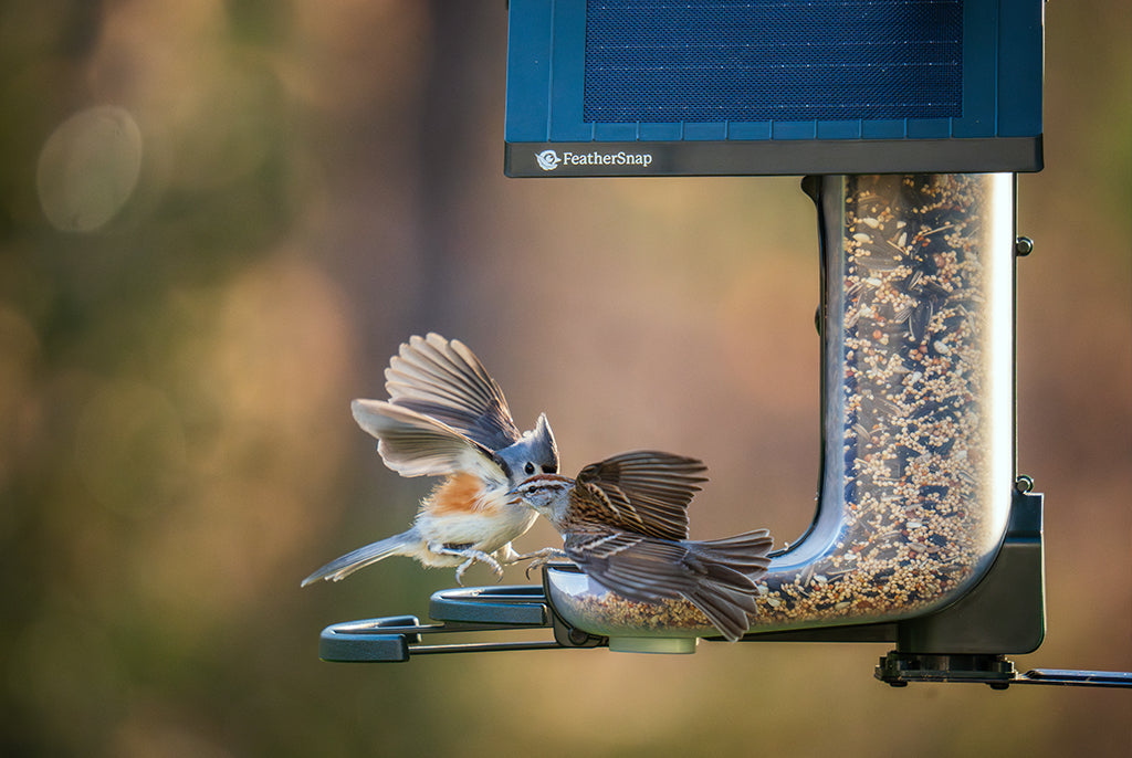 Feathersnap Smart WiFi Bird Feeder
