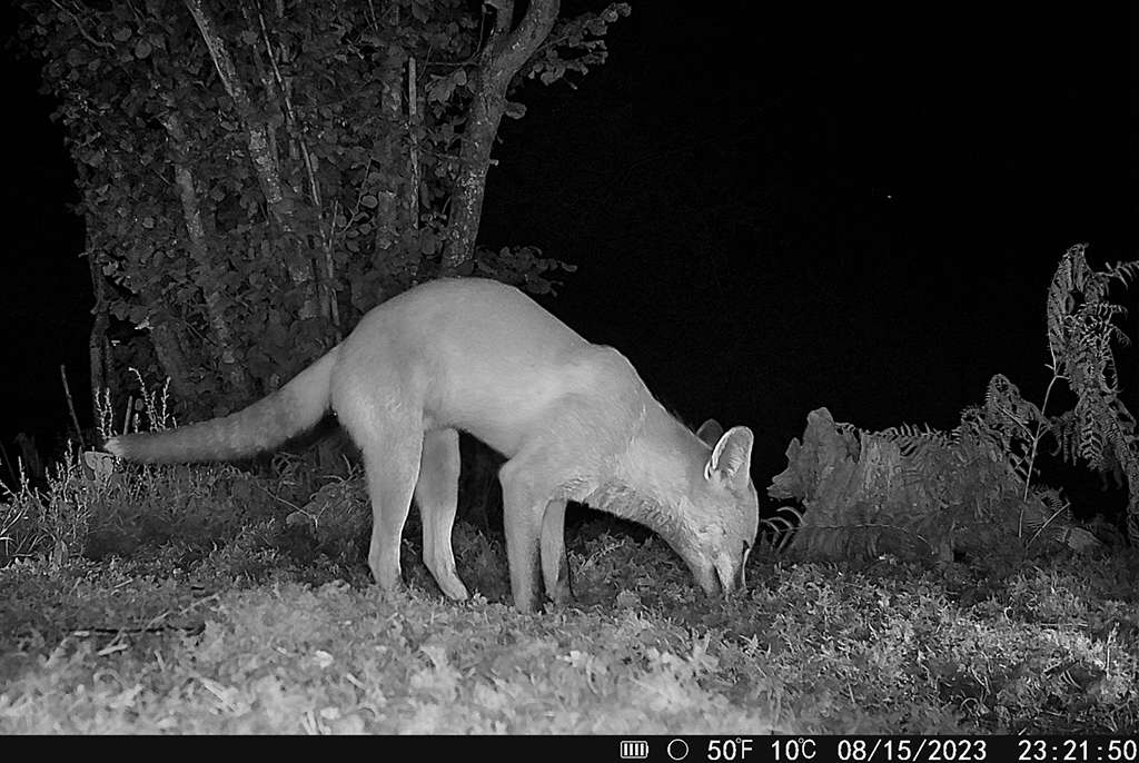 HikMicro M15 Wildlife Camera 4G Enabled Trail Camera