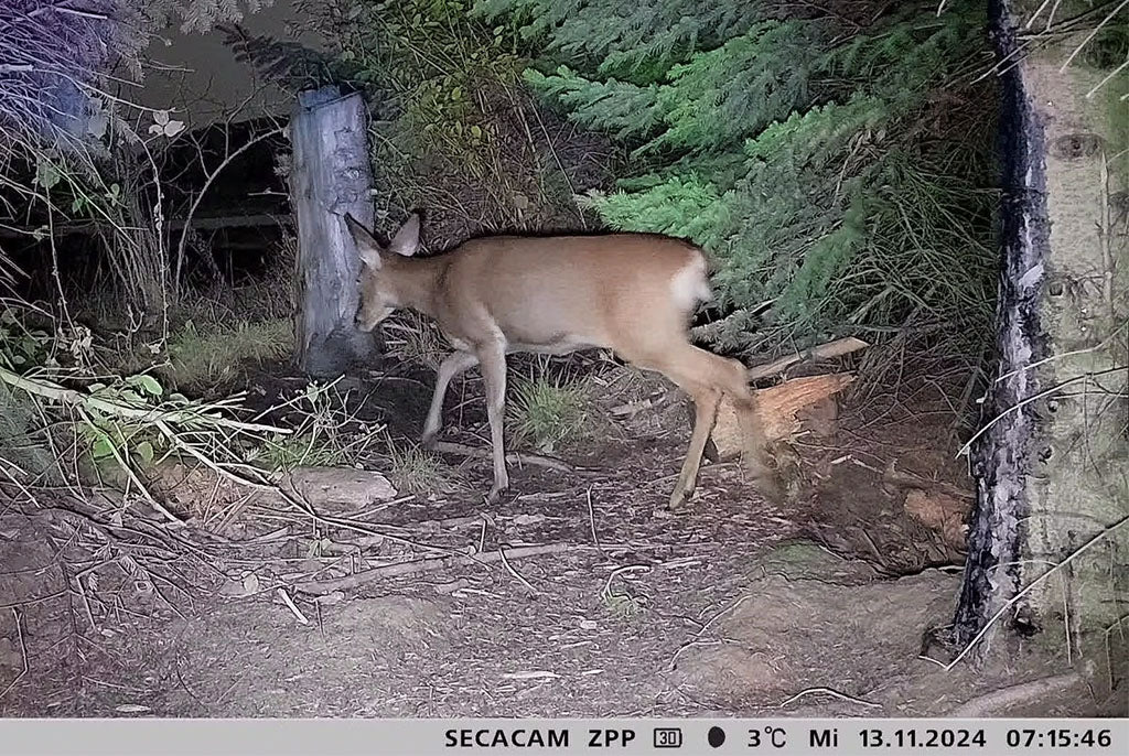 Zeiss Secacam 3 Cellular Wildlife Camera