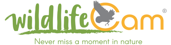 Wildlife Cam